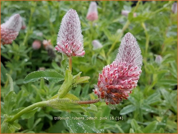 Trifolium rubens 'Peach Pink' | Purperrode klaver, Klaver | Purpurklee