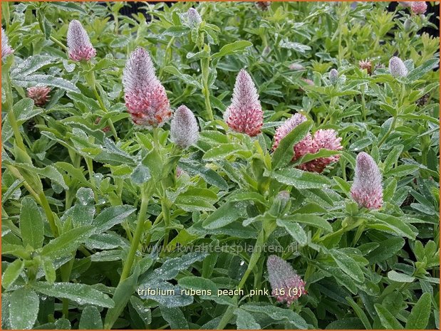 Trifolium rubens 'Peach Pink' | Purperrode klaver, Klaver | Purpurklee