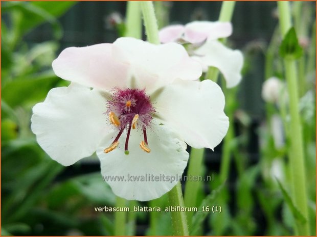 Verbascum blattaria 'Albiflorum' | Mottenkruid, Toorts | Mottenkönigskerze