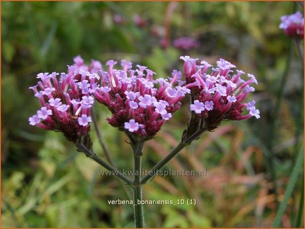 Verbena bonariensis | IJzerhard | Hohes Eisenkraut