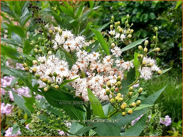 Vernonia crinita 'Alba' | IJzerkruid | Arkansas-Scheinaster