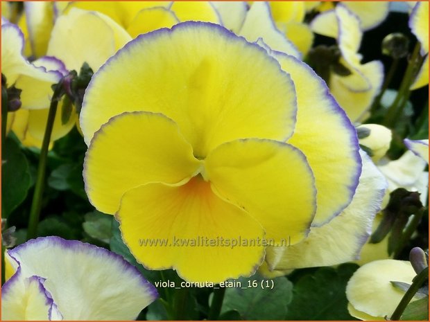 Viola cornuta 'Etain' | Hoornviooltje, Viooltje | Hornveilchen