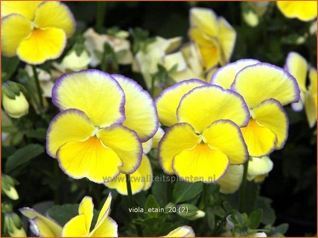 Viola cornuta 'Etain' | Hoornviooltje, Viooltje | Hornveilchen