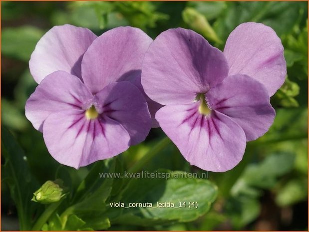 Viola cornuta 'Letitia' | Hoornviooltje, Viooltje | Hornveilchen