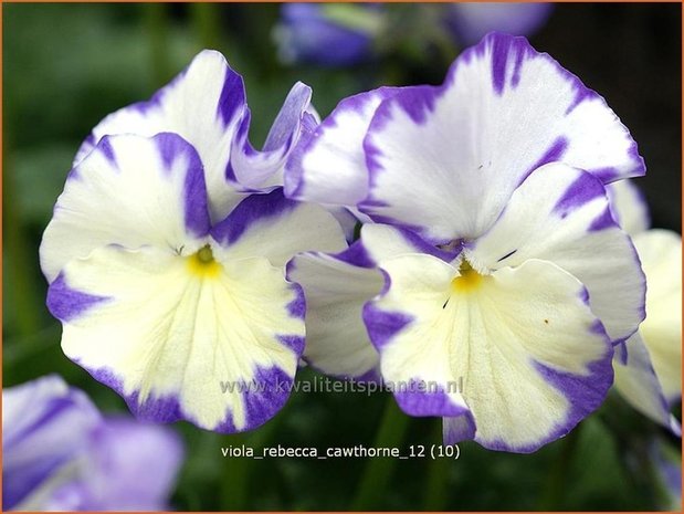 Viola cornuta 'Rebecca Cawthorne' | Hoornviooltje, Viooltje | Hornveilchen