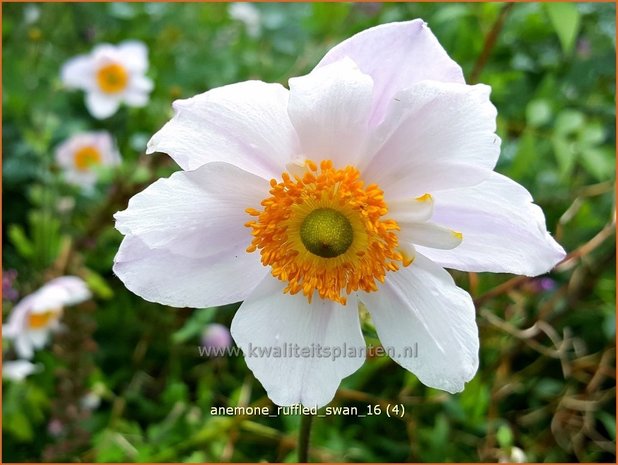 Anemone 'Ruffled Swan' | Anemoon | Anemone