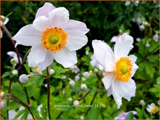 Anemone 'Ruffled Swan' | Anemoon | Anemone