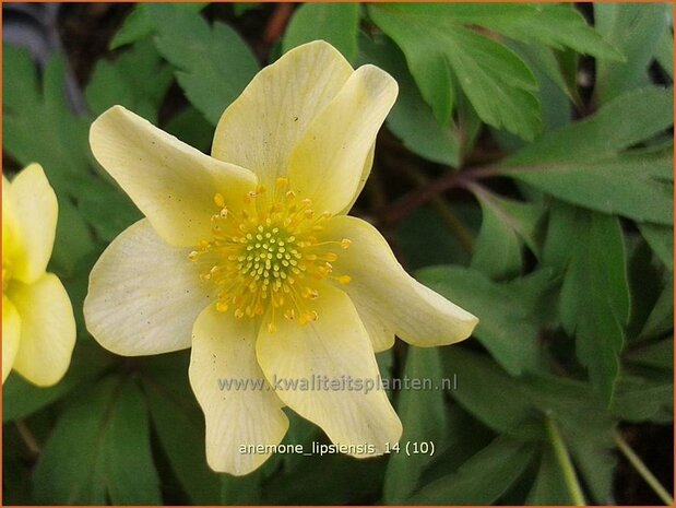 Anemone x lipsiensis | Bosanemoon, Anemoon | Busch-Windröschen