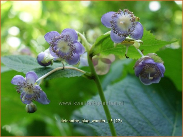 Deinanthe 'Blue Wonder' | Schijnhortensia | Blaublühende Scheinhortensie