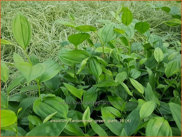 Disporum cantoniense 'Green Giant' | Feenglöckchen