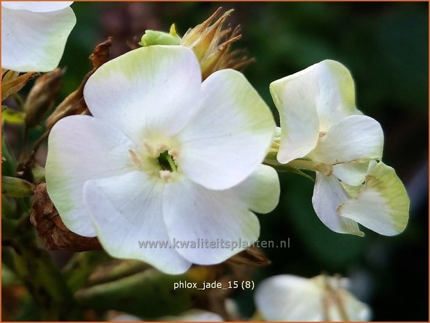 Phlox 'Jade' | Vlambloem, Flox, Floks