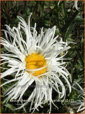 Leucanthemum 'Old Court Variety' | Margriet