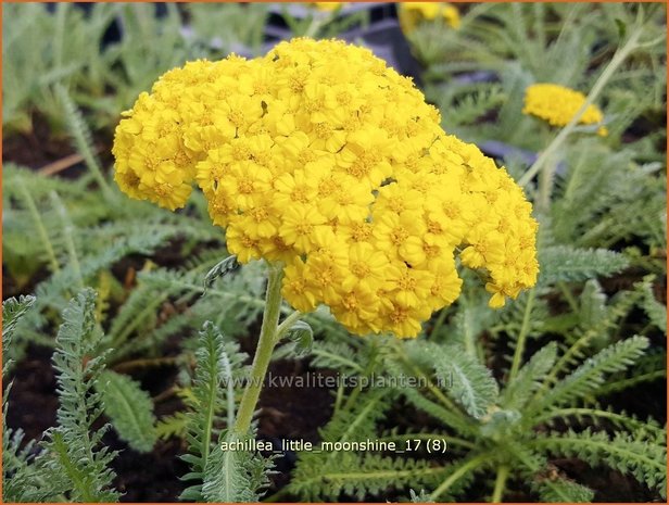 Achillea 'Little Moonshine' | Duizendblad | Garbe