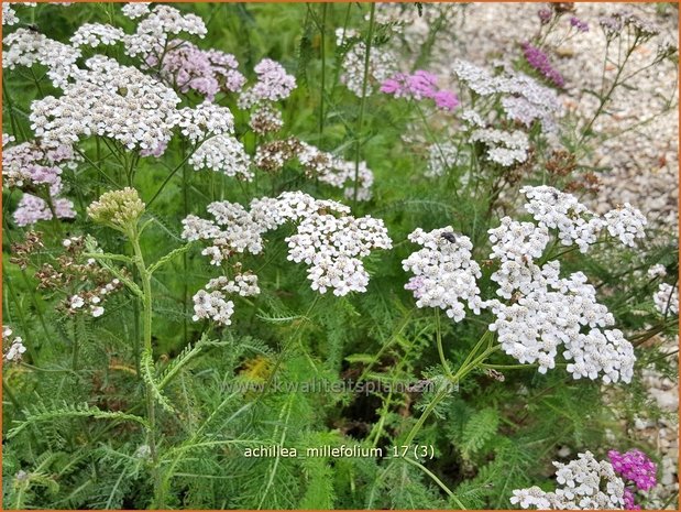 Achillea millefolium | Duizendblad | Gewöhnliche Schafgarbe