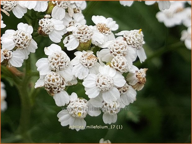 Achillea millefolium | Duizendblad | Gewöhnliche Schafgarbe