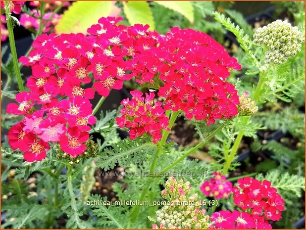 Achillea 'Pomegranate' | Duizendblad | Garbe