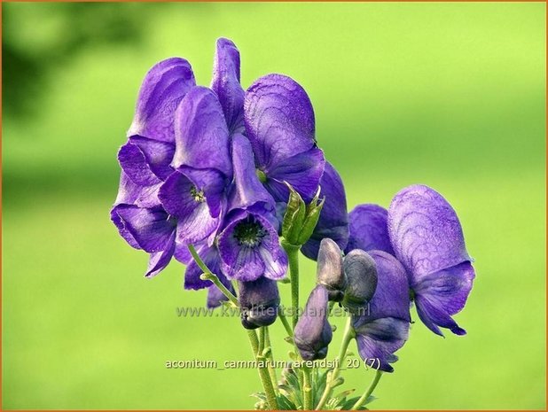 Aconitum cammarum 'Arendsii' | Monnikskap | Eisenhut