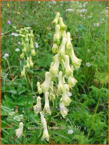 Aconitum lamarckii | Monnikskap | Hahnenfußblättriger Eisenhut