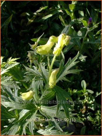 Aconitum lamarckii | Monnikskap | Hahnenfußblättriger Eisenhut