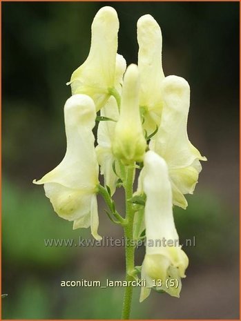 Aconitum lamarckii | Monnikskap | Hahnenfußblättriger Eisenhut