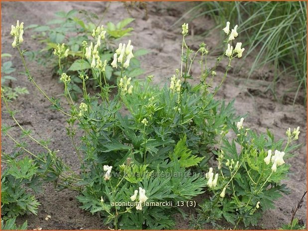 Aconitum lamarckii | Monnikskap | Hahnenfußblättriger Eisenhut