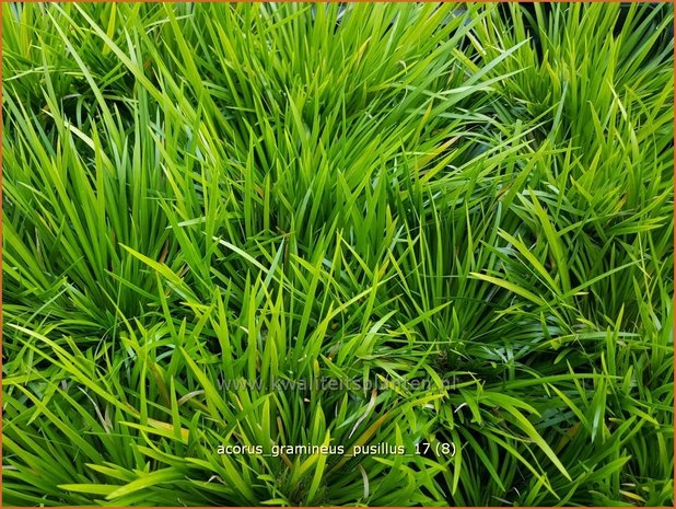Acorus gramineus 'Pusillus' | Kalmoes | Grasartiger Kalmus