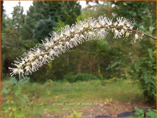 Actaea 'Queen of Sheba' | Zilverkaars, Oktoberkaars, Christoffelkruid | Oktober-Silberkerze