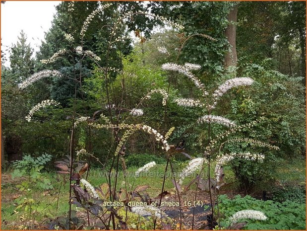 Actaea 'Queen of Sheba' | Zilverkaars, Oktoberkaars, Christoffelkruid | Oktober-Silberkerze