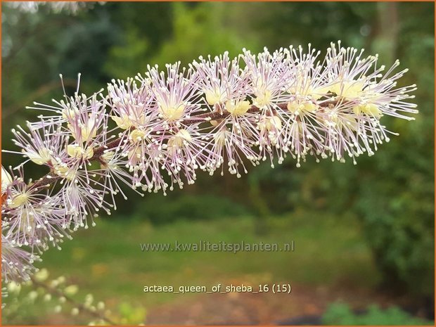 Actaea 'Queen of Sheba' | Zilverkaars, Oktoberkaars, Christoffelkruid | Oktober-Silberkerze