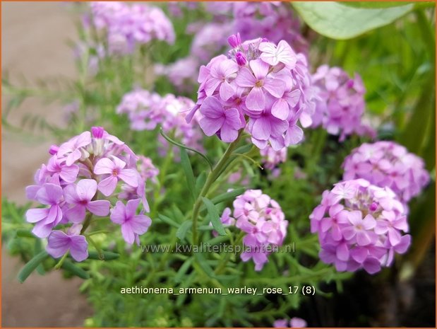 Aethionema armenum 'Warley Rose' | Steenkers | Anatolien-Steintäschel