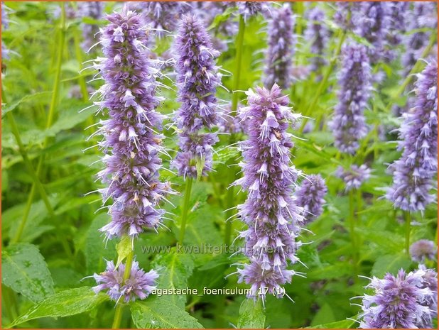 Agastache foeniculum | Dropplant, Anijsnetel | Anis-Duftnessel
