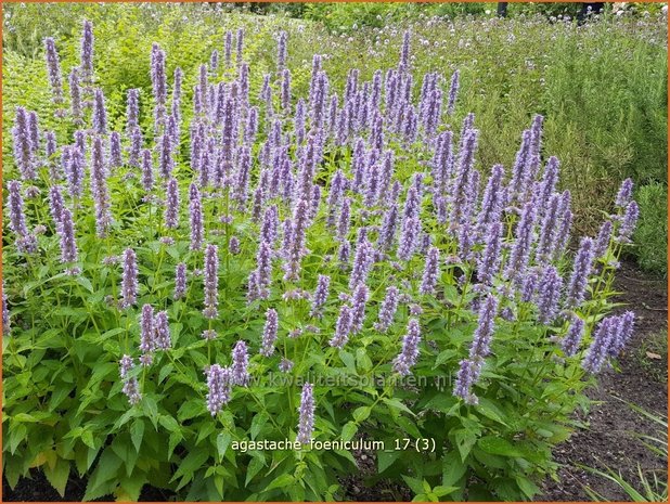 Agastache foeniculum | Dropplant, Anijsnetel | Anis-Duftnessel