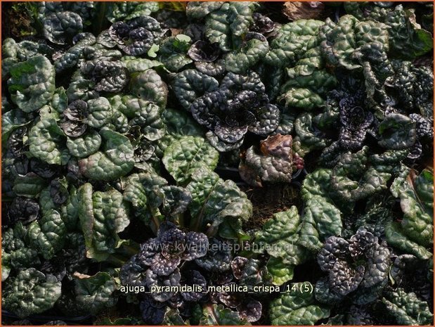 Ajuga pyramidalis 'Metallica Crispa' | Zenegroen | Pyramiden-Günsel