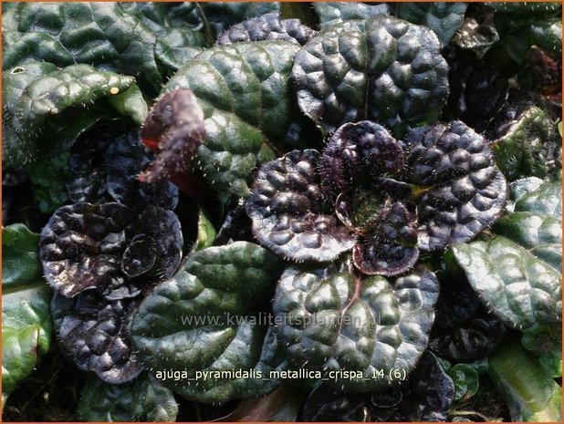 Ajuga pyramidalis 'Metallica Crispa' | Zenegroen