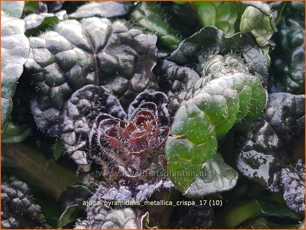 Ajuga pyramidalis 'Metallica Crispa' | Zenegroen | Pyramiden-Günsel