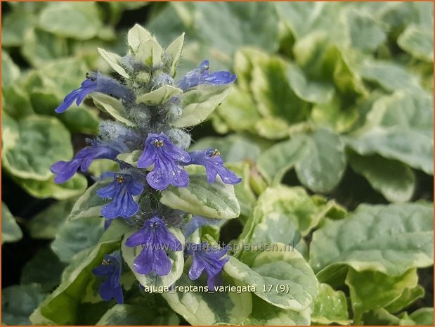 Ajuga reptans 'Variegata' | Zenegroen | Kriechender Günsel