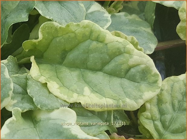 Ajuga reptans 'Variegata' | Zenegroen | Kriechender Günsel