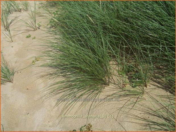 Ammophila arenaria | Helmgras (inlands), Helm | Gewöhnlicher Strandhafer