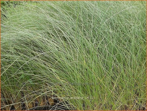 Ammophila arenaria | Helmgras (inlands), Helm | Gewöhnlicher Strandhafer