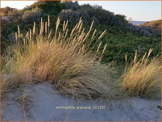 Ammophila arenaria | Helmgras (inlands), Helm | Gewöhnlicher Strandhafer