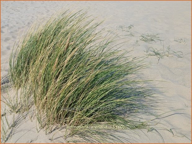 Ammophila arenaria | Helmgras (inlands), Helm | Gewöhnlicher Strandhafer