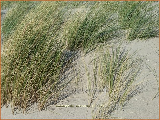 Ammophila arenaria | Helmgras (inlands), Helm | Gewöhnlicher Strandhafer