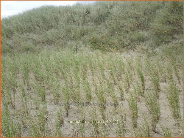 Ammophila arenaria | Helmgras (inlands), Helm | Gewöhnlicher Strandhafer