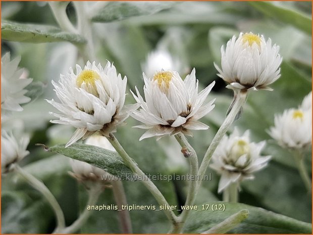 Anaphalis triplinervis 'Silver Wave' | Siberische edelweiss, Witte knoop | Himalaya-Perlkörbchen