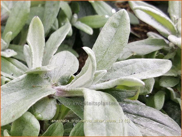 Anaphalis triplinervis 'Silver Wave' | Siberische edelweiss, Witte knoop | Himalaya-Perlk&ouml;rbchen