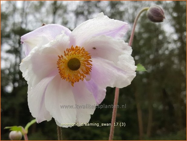 Anemone 'Dreaming Swan' | Anemoon | Anemone