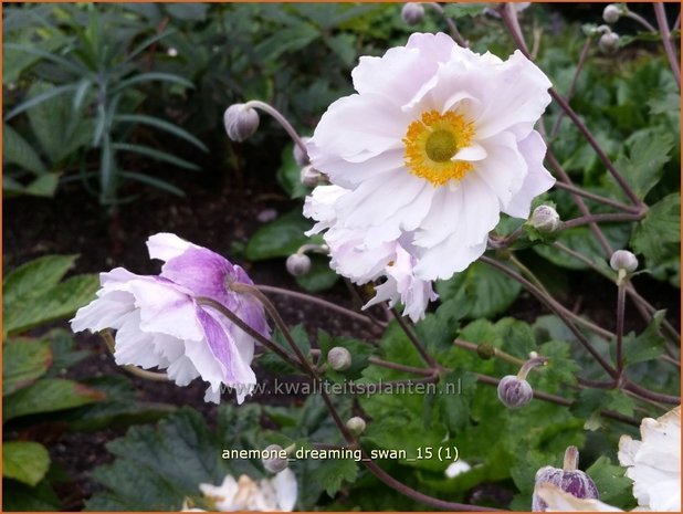 Anemone 'Dreaming Swan' | Anemoon | Anemone