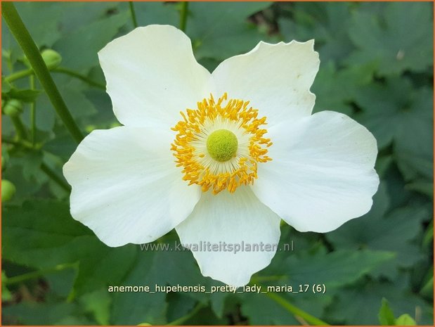 Anemone hupehensis 'Pretty Lady Maria' | Herfstanemoon, Japanse anemoon, Anemoon | Herbstanemone