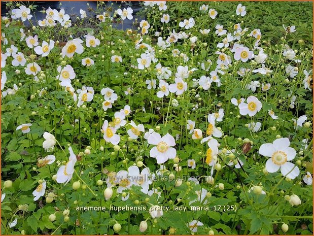 Anemone hupehensis 'Pretty Lady Maria' | Herfstanemoon, Japanse anemoon, Anemoon | Herbstanemone