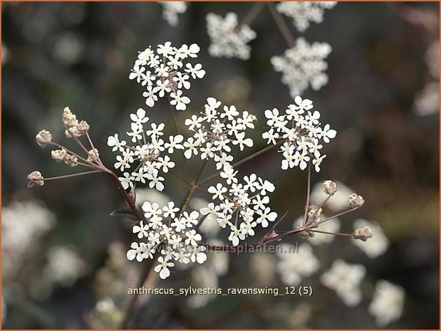 Anthriscus sylvestris 'Ravenswing' | Fluitekruid | Wiesenkerbel